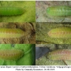 lyc dispar larva3 volg3